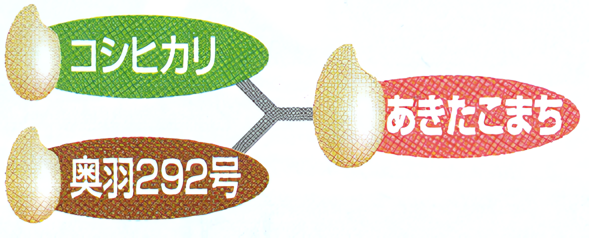 稲穂