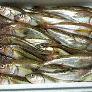 季節はたはた（大型・雄のみ）